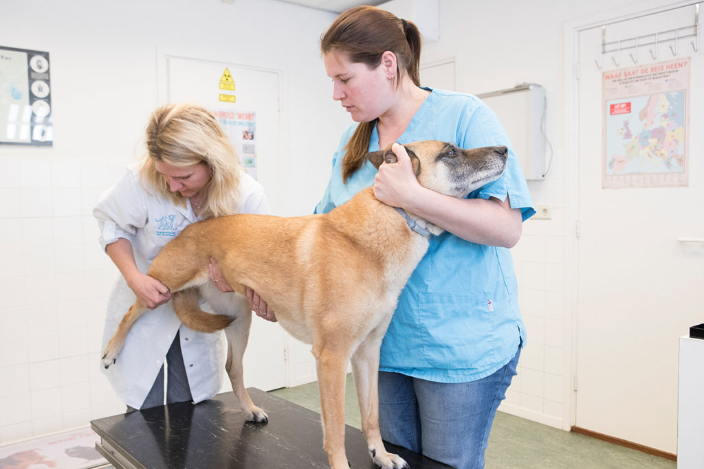 Dierenkliniek van Montfort - wat wij doen - de spreekkamer